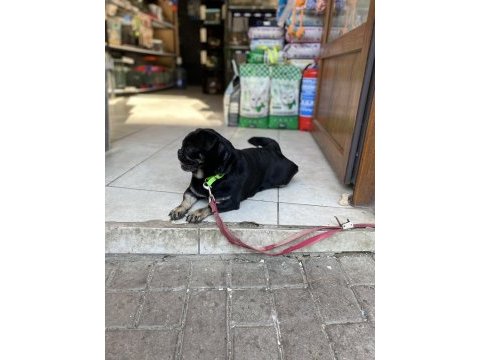 Egzotik pug üretmek isteyenlere kaçırılmayacak fırsat