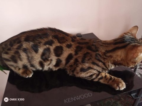 Safkan erkek bengal yavruları