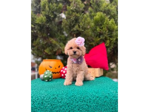 Güzel yüzlü bol tüylü antialerjik maltipoo bebekler 