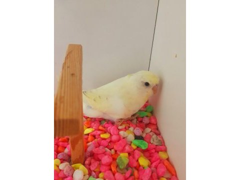 Efsane renk cremio erkek bebek muhabbet kuşu