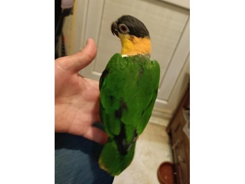 Kara kafa uysal caique