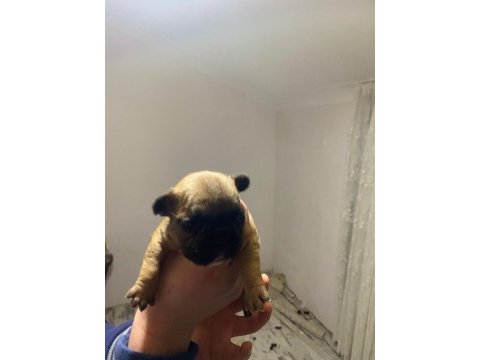 Balıkesir merkez fransız bulldog (french bulldog)