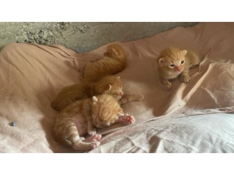 Sarman yavru tekir kedi