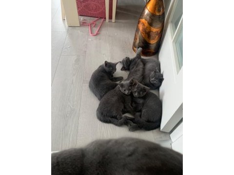 British shorthair yavru kediler