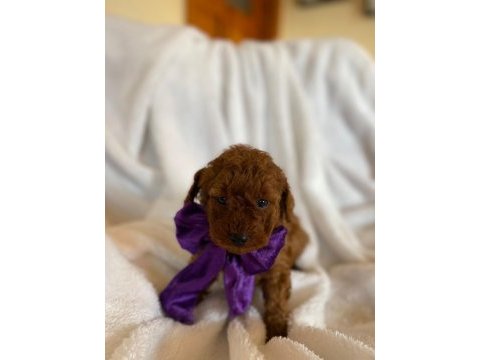 Irk ve sağlık garantili kore poodle bebekleri