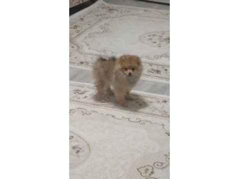 Pomeranian tilki surat pomeranian kızım