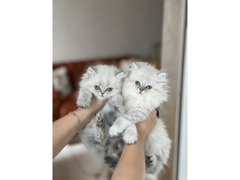 İnsan canlısı british longhair blue  point yavrum