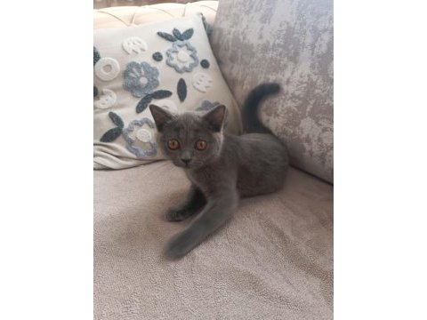 2 aylık dişi british shorthair