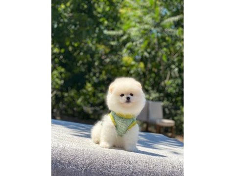 Pomeranian boo safkan ayı surat bebeklerim