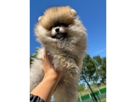 Pomeranian yavru 2,5 aylık köpeğimiz