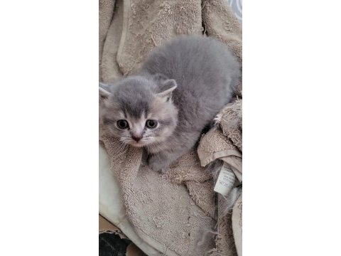 Scottish shorthair bebekler