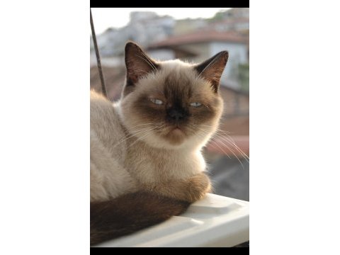 Dişi british shorthair