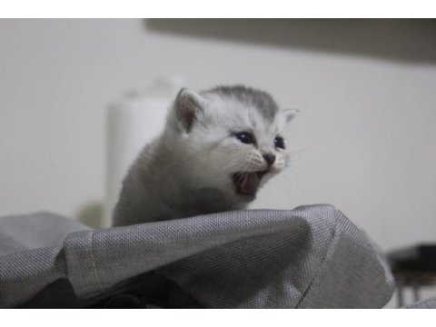 British shorthair yavrular