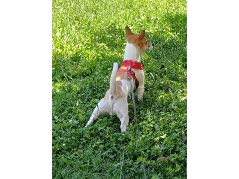 10 aylık jack russell yavrumuz