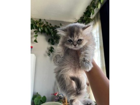 Son bir minik british longhair sizi bekliyor