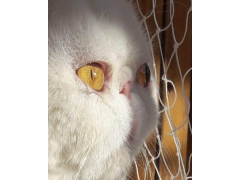 Şampiyonlar şampiyonu exotic shorthair nikolas