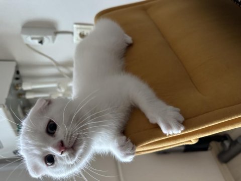 2,5 aylık akıllı uslu oyuncu erkek scottish fold