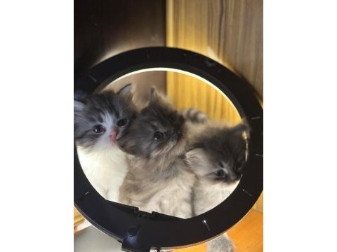 British longhair kedisi