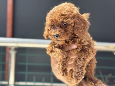 Ankaranın en elit toy poodle yavruları