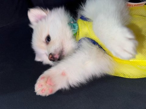 Pomeranian spitz köpeğimiz