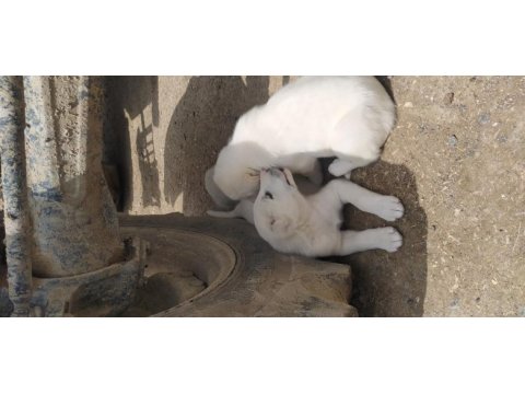 1.5 aylık 3 adet dişi akbaş yavru