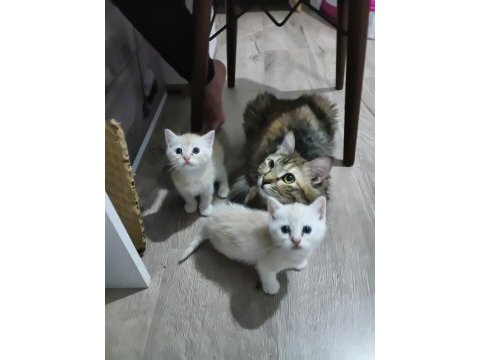 Sarı güzellik kediler