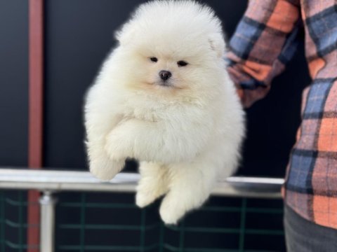 Petmode köpek çiftliğinden tea cup pomeranian