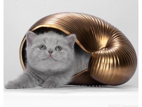 2,5 aylık british shorthair