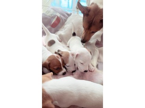 Jack russell kısa bacak (üretici vs değilim)