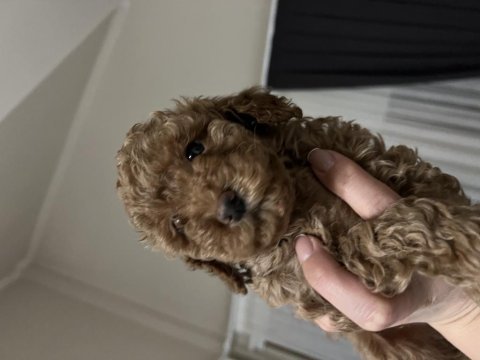 Anne baba orjinal toy poodle bebekler
