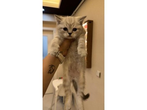 Yeni yuvalarına gitmeye hazır british shorthair kediler