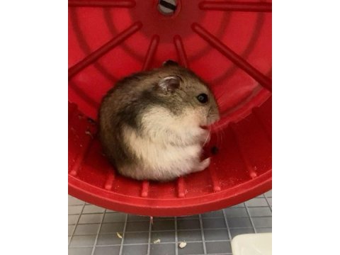 Hamster-gonzales yavrularımız heryere gönderim