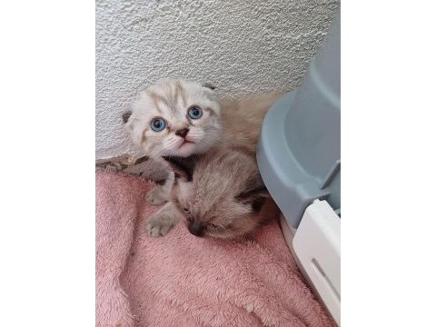 Birbirinden güzel scottish fold bebekler