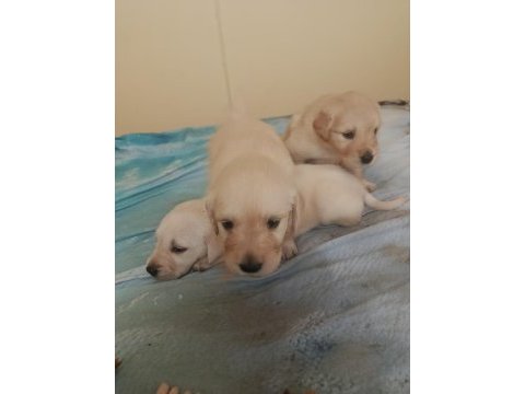 Maltipoo kalite yavrular ırk sağlık garantili