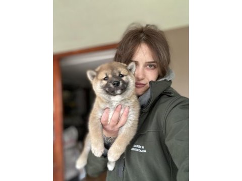 Shiba inu yavrular