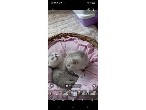 Kediler ücretsizdir ama aşı takibi şartıyla yalnız ankara