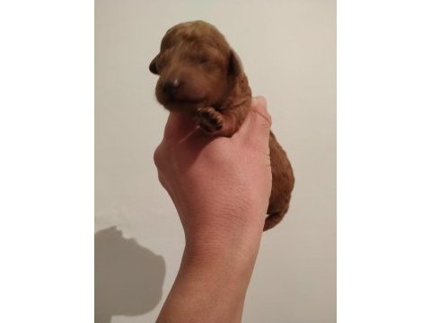 Red toy poodle kalite isteyenlere