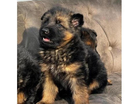 Alman kurdu köpeğimiz