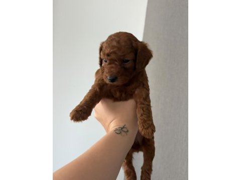 Erkek dişi bebek suratlı küçük boy poodle