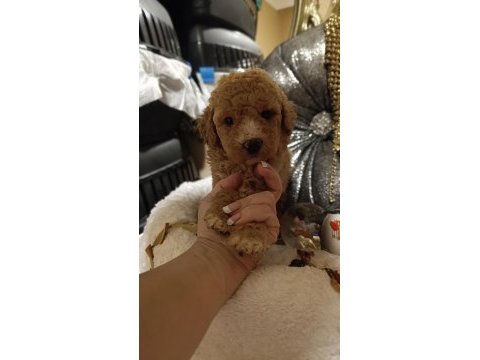 Sevimli ırk toy poodle