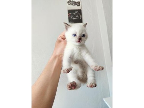 British blue point yavrular