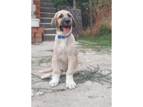 Şecereli anadolu çoban köpeği