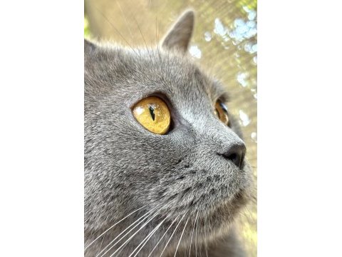 British shorthair cinsi yavru kediler
