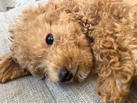 0 numara toy poodle 2 aylık erkek