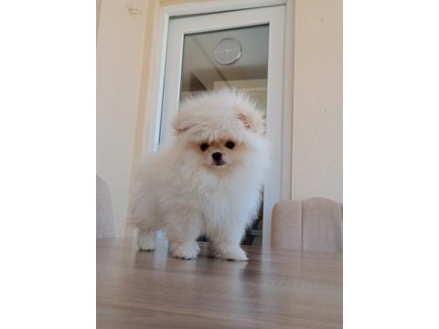 3 aylık dişi orijinal pomeranian boo