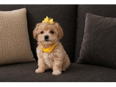 Gerçek teacup maltipoo isteyenler ulaşsın