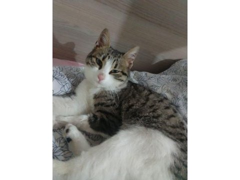 Tekir cinsi 1 yaşında aşıları tam dişi kedimiz