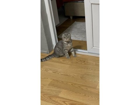 10 aylık erkek scottish fold
