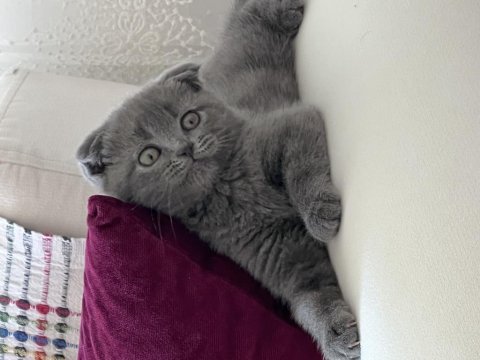 Yavru scottish fold 1 aylık