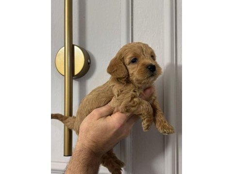 Maltipoo kalite yavrular ırk sağlık garantili